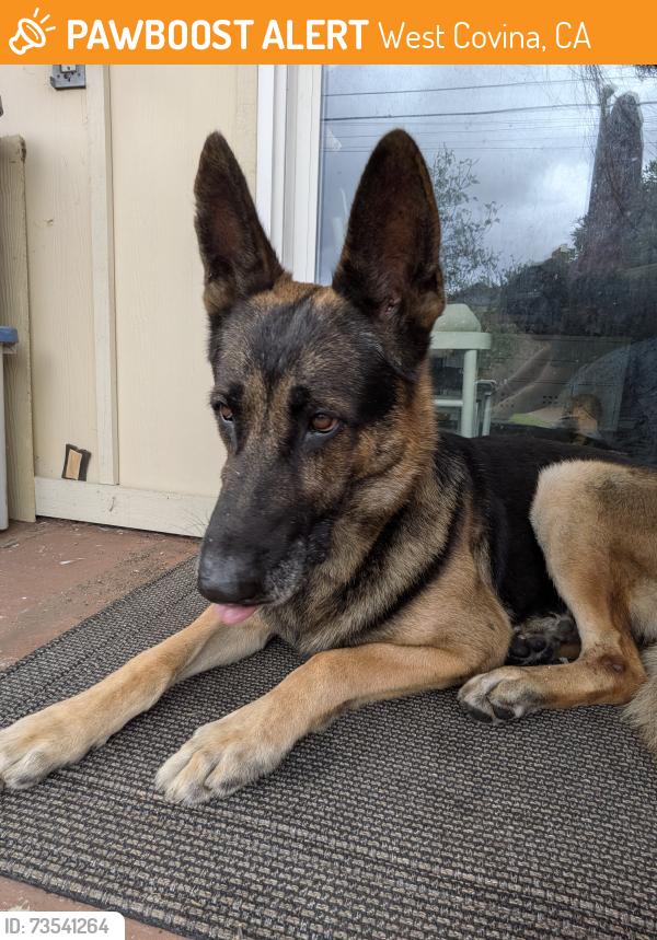 Found/Stray Male Dog last seen W.Alwood, West Covina, CA 91790