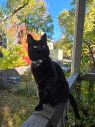 Lost Female Cat last seen brook st, Brookline, MA 02445
