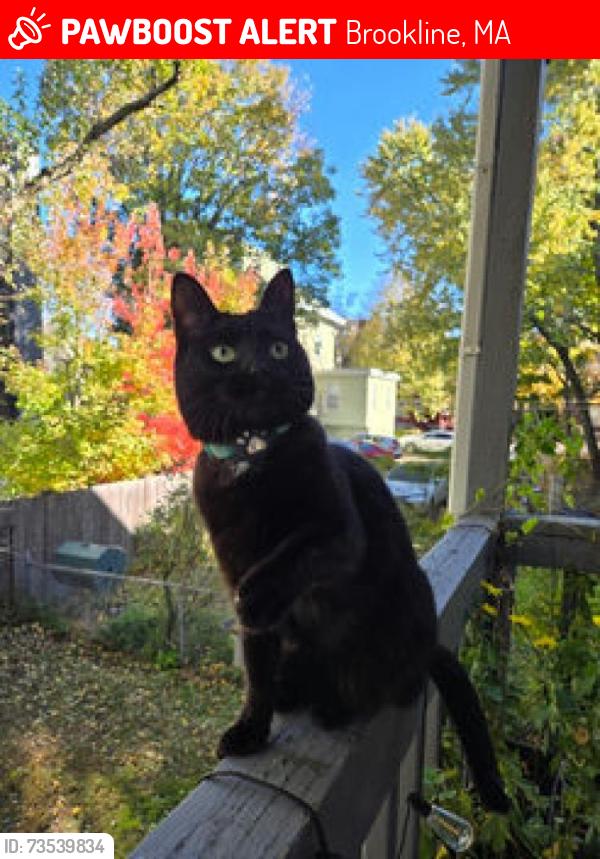 Lost Female Cat last seen brook st, Brookline, MA 02445