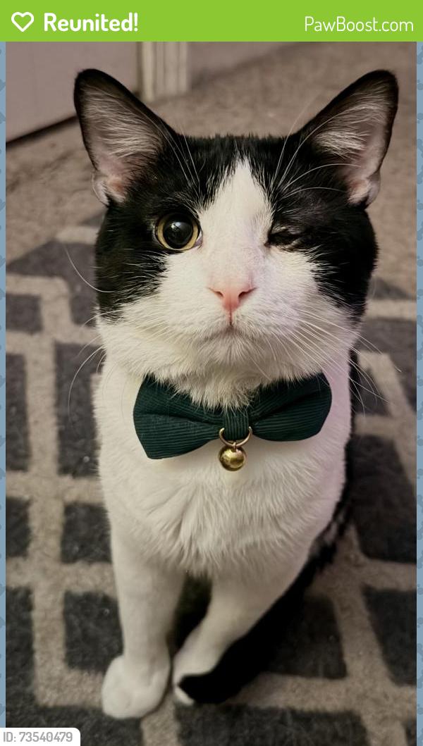 Reunited Male Cat last seen Voyager Drive, St. Peters, MO 63376