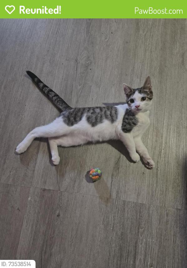 Reunited Male Cat last seen Home, Philadelphia, PA 19137