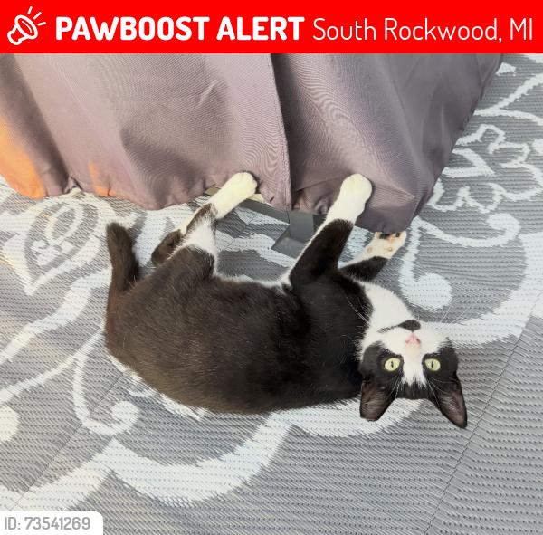 Lost Female Cat last seen ARMSTRONG AND BRANDON, South Rockwood, MI 48179
