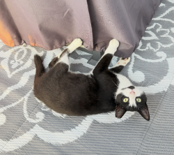 Lost Female Cat last seen ARMSTRONG AND BRANDON, South Rockwood, MI 48179