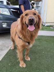 Found/Stray Male Dog last seen San Fernando and havenhurst intersection, Los Angeles, CA 91344