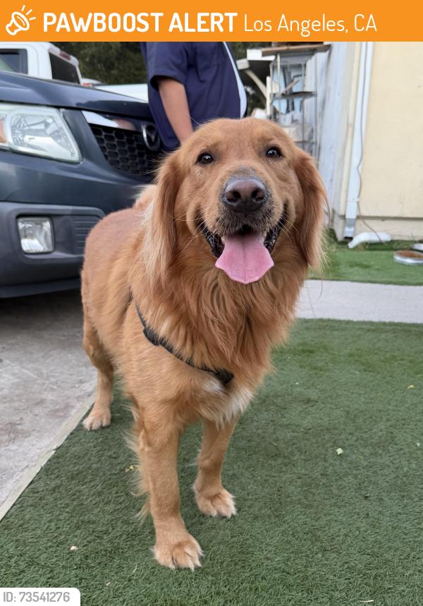Found/Stray Male Dog last seen San Fernando and havenhurst intersection, Los Angeles, CA 91344