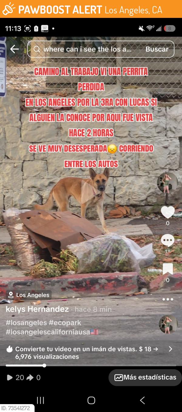 Found/Stray Female Dog last seen Por la calle 3ra con lucas, Los Angeles, CA 90026