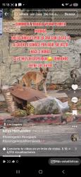 Found/Stray Female Dog last seen Por la calle 3ra con lucas, Los Angeles, CA 90026