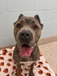Shelter Stray Female Dog last seen Near BLOCK W 84TH AVE, 12155 Park Blvd, Brighton, CO 80601, USA