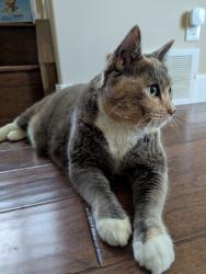 Reunited Female Cat last seen Near avenue and 122 street NW, Edmonton, AB 