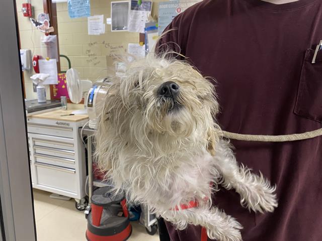 Shelter Stray Male Dog last seen Near BLOCK N 31ST ST, 3839 W Burnham St, West Milwaukee, WI 53215, USA