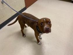Shelter Stray Male Dog last seen , 3839 W Burnham St, West Milwaukee, WI 53215, USA