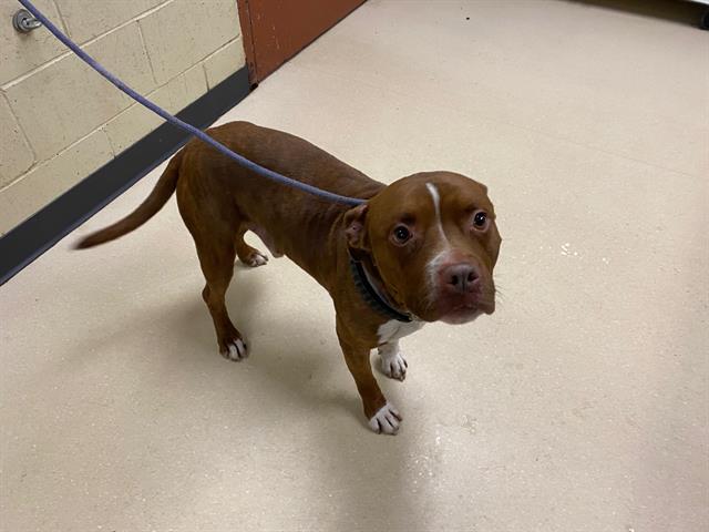 Shelter Stray Male Dog last seen , 3839 W Burnham St, West Milwaukee, WI 53215, USA