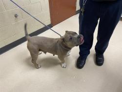 Shelter Stray Female Dog last seen Near BLOCK B N 21ST ST, 3839 W Burnham St, West Milwaukee, WI 53215, USA