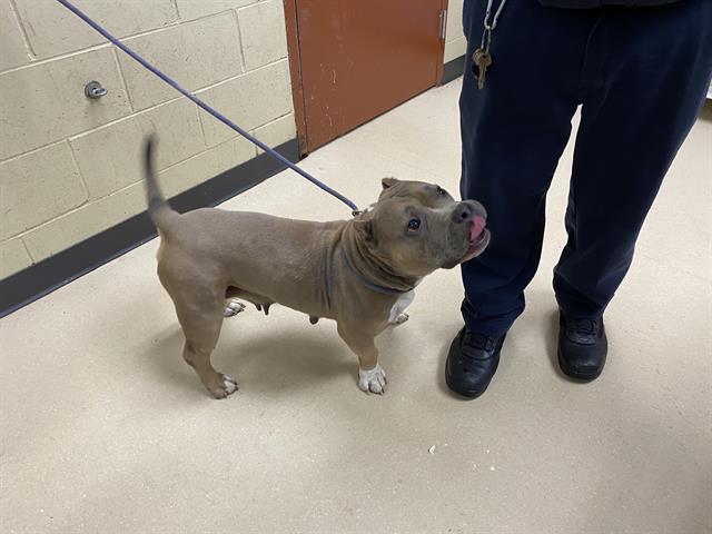 Shelter Stray Female Dog last seen Near BLOCK B N 21ST ST, 3839 W Burnham St, West Milwaukee, WI 53215, USA