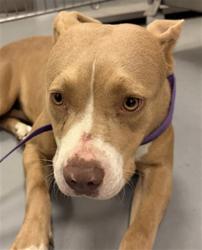 Shelter Stray Female Dog last seen Near BLOCK VIA DEL CIELO, WINCHESTER, CA, 581 S Grand Ave, San Jacinto, CA 92582, USA