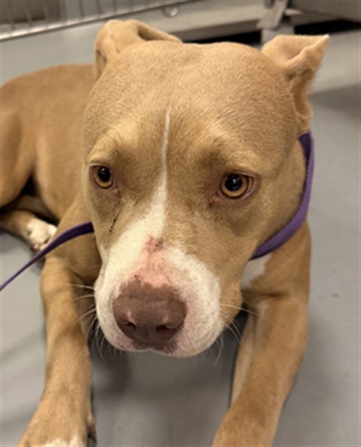 Shelter Stray Female Dog last seen Near BLOCK VIA DEL CIELO, WINCHESTER, CA, 581 S Grand Ave, San Jacinto, CA 92582, USA