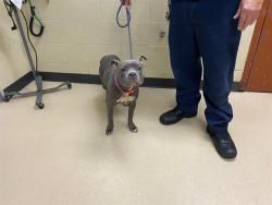 Shelter Stray Female Dog last seen Near BLOCK B N 21ST ST, 3839 W Burnham St, West Milwaukee, WI 53215, USA