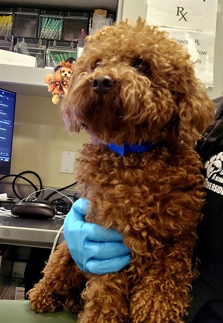 Shelter Stray Male Dog last seen SHEFFIELD PARK, WINCHESTER, 581 S Grand Ave, San Jacinto, CA 92582, USA