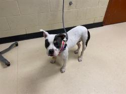 Shelter Stray Female Dog last seen , 3839 W Burnham St, West Milwaukee, WI 53215, USA