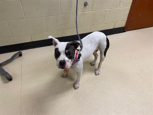 Shelter Stray Female Dog last seen , 3839 W Burnham St, West Milwaukee, WI 53215, USA