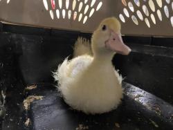 Shelter Stray Unknown Bird last seen Near BLOCK N 28TH ST, 3839 W Burnham St, West Milwaukee, WI 53215, USA