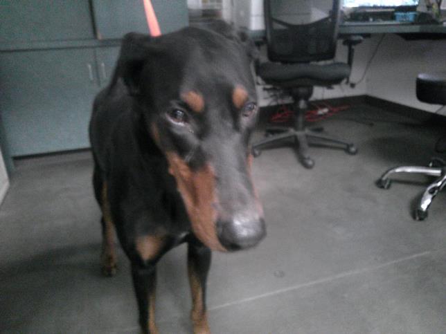 Shelter Stray Male Dog last seen , 14409 Vanowen St, Van Nuys, CA 91405, USA