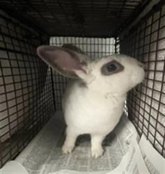Shelter Stray Female Other last seen , 14409 Vanowen St, Van Nuys, CA 91405, USA