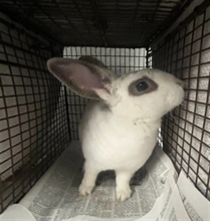 Shelter Stray Female Other last seen , 14409 Vanowen St, Van Nuys, CA 91405, USA