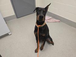 Shelter Stray Male Dog last seen CHRISTIAN VALLEY RD & BANCROFT RD, 11232 B Ave, Auburn, CA 95603, USA