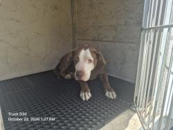 Shelter Stray Female Dog last seen Near BLOCK FREELAND ST, DETROIT, MI 48227, 1431 E Ferry St, Detroit, MI 48211, USA