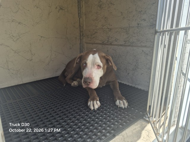 Shelter Stray Female Dog last seen Near BLOCK FREELAND ST, DETROIT, MI 48227, 1431 E Ferry St, Detroit, MI 48211, USA