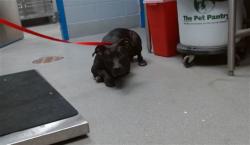 Shelter Stray Female Dog last seen Near BLOCK SPRING CANYON SW 87121, 11800 Sunset Gardens Rd SW, Albuquerque, NM 87121, USA