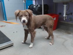 Shelter Stray Male Dog last seen 98TH / SAGE, 11800 Sunset Gardens Rd SW, Albuquerque, NM 87121, USA