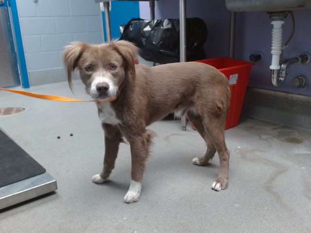 Shelter Stray Male Dog last seen 98TH / SAGE, 11800 Sunset Gardens Rd SW, Albuquerque, NM 87121, USA