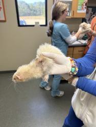 Shelter Stray Female Other last seen , 4950 SW Triana Blvd, Huntsville, AL 35805, USA