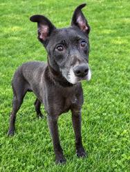 Reunited Female Dog last seen Near northmont Drive, verona pa, Verona, PA 15147