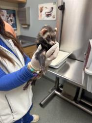 Shelter Stray Female Other last seen , 4950 SW Triana Blvd, Huntsville, AL 35805, USA