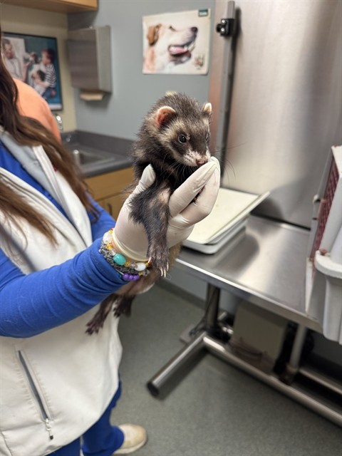 Shelter Stray Female Other last seen , 4950 SW Triana Blvd, Huntsville, AL 35805, USA