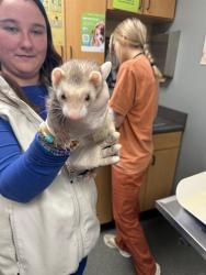 Shelter Stray Female Other last seen , 4950 SW Triana Blvd, Huntsville, AL 35805, USA