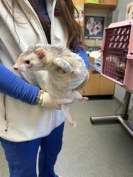 Shelter Stray Female Other last seen , 4950 SW Triana Blvd, Huntsville, AL 35805, USA
