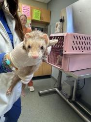 Shelter Stray Male Other last seen , 4950 SW Triana Blvd, Huntsville, AL 35805, USA