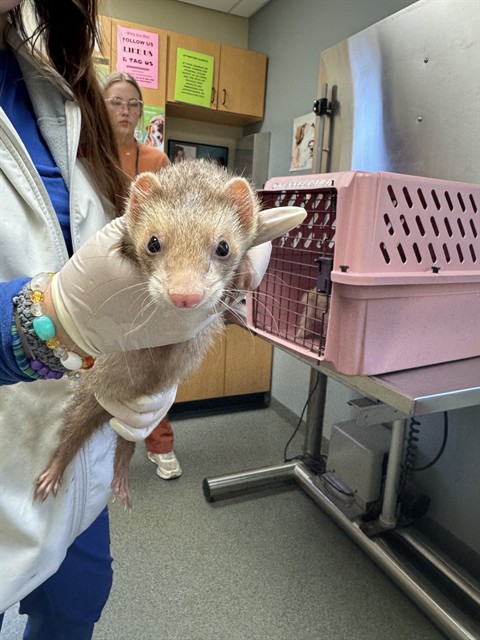 Shelter Stray Male Other last seen , 4950 SW Triana Blvd, Huntsville, AL 35805, USA