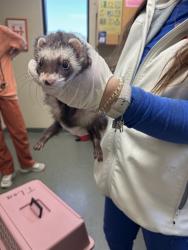 Shelter Stray Male Other last seen , 4950 SW Triana Blvd, Huntsville, AL 35805, USA