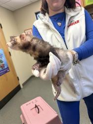 Shelter Stray Male Other last seen , 4950 SW Triana Blvd, Huntsville, AL 35805, USA