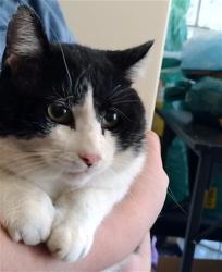 Shelter Stray Male Cat last seen TOYOTA MANUFACTORING, 4950 SW Triana Blvd, Huntsville, AL 35805, USA