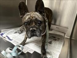 Shelter Stray Male Dog last seen , 3201 Lacy St, Los Angeles, CA 90031, USA