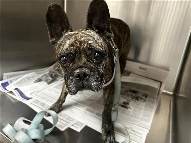 Shelter Stray Male Dog last seen , 3201 Lacy St, Los Angeles, CA 90031, USA