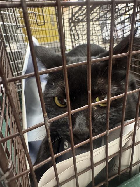 Shelter Stray Female Cat last seen , 3201 Lacy St, Los Angeles, CA 90031, USA