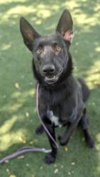 Shelter Stray Male Dog last seen , West Valley Animal Shelter, 20655 Plummer St, Chatsworth, CA 91311, USA