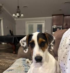 Lost Male Dog last seen Near Bulldog Loop, Greenwood, AR 72936, Greenwood, AR 72936